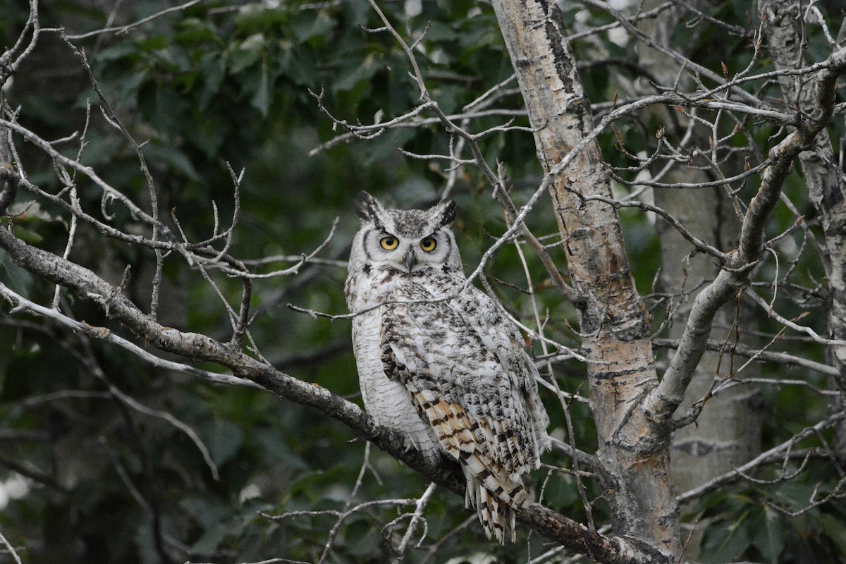 Great Horned Owl - ML472103241