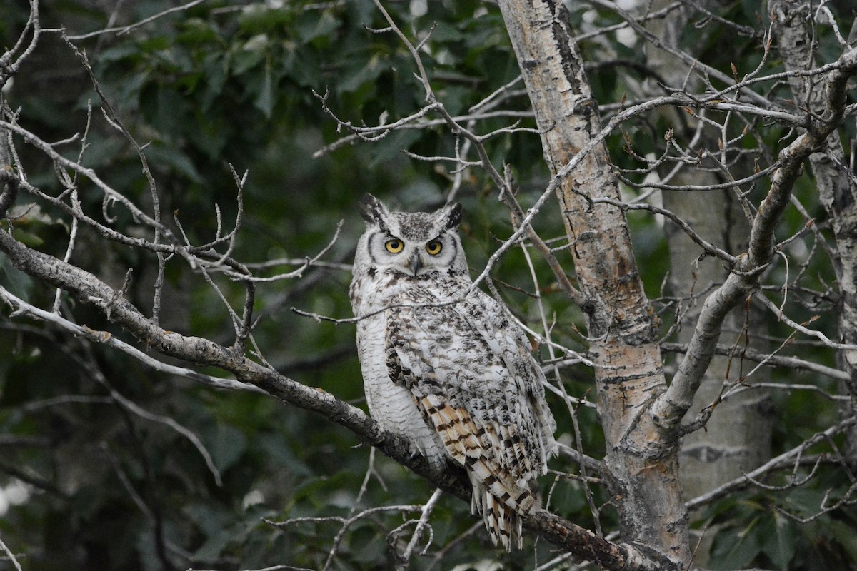 Great Horned Owl - Allison Padget