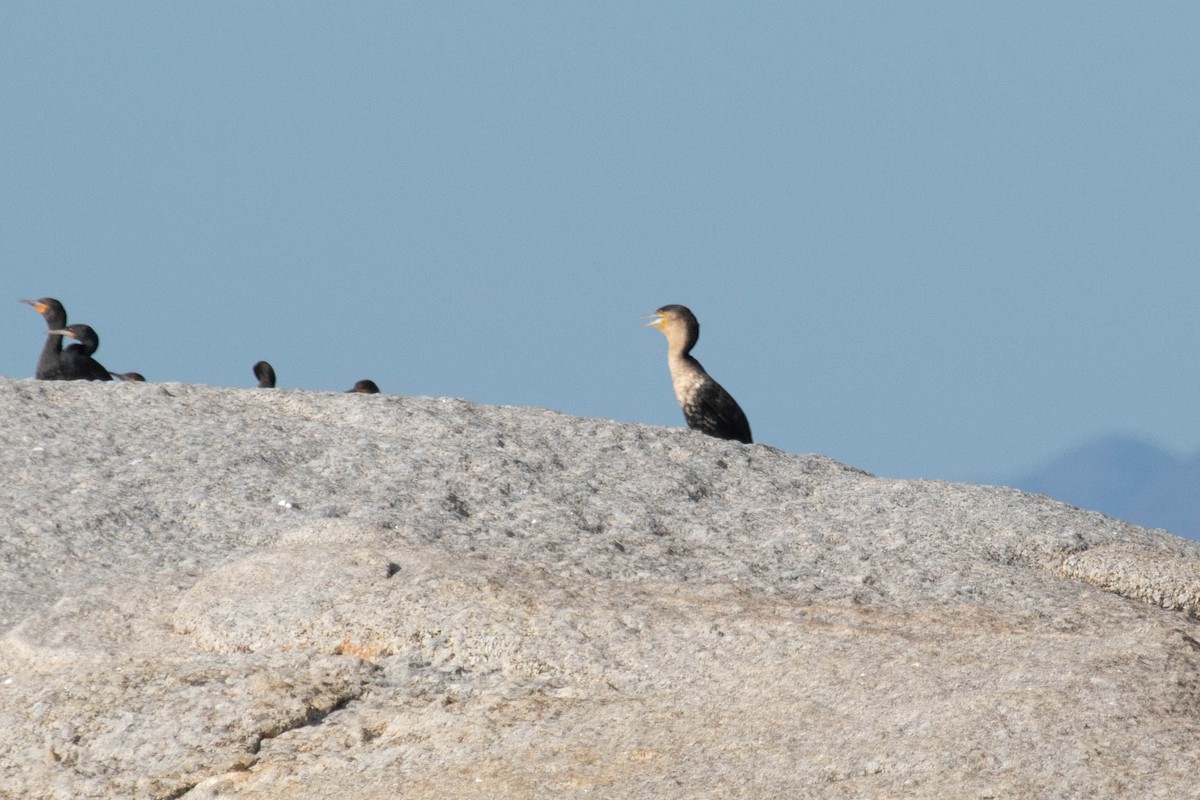 Great Cormorant (White-breasted) - ML472105461