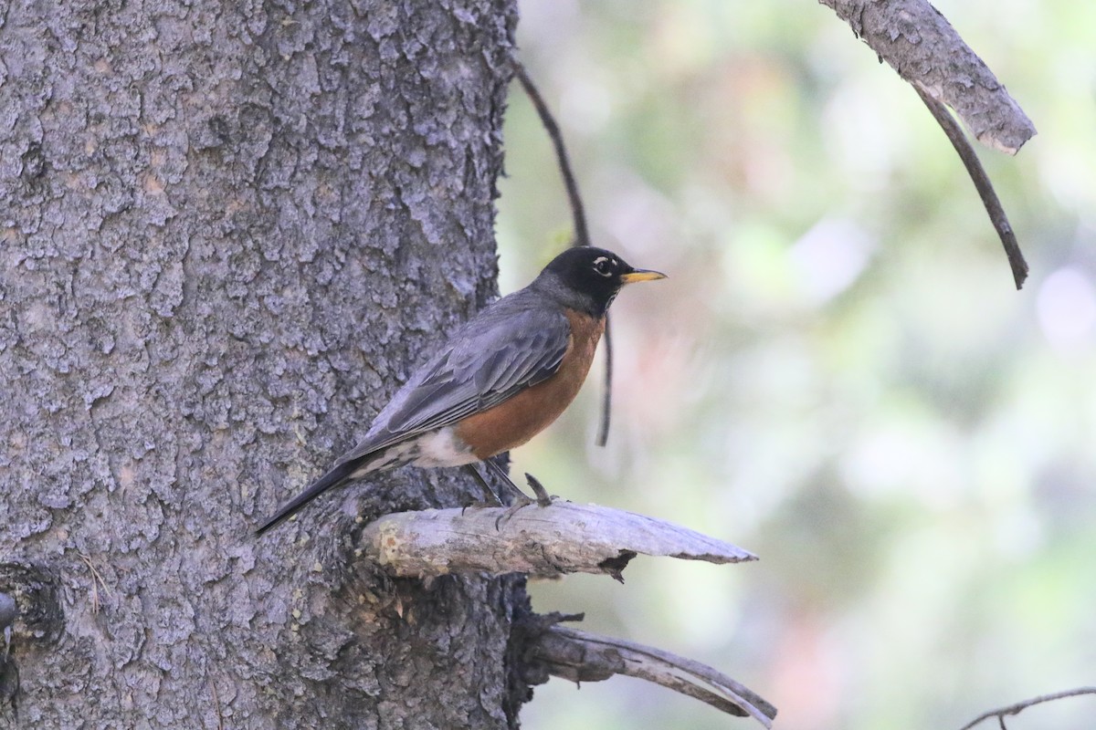 American Robin - ML472106111