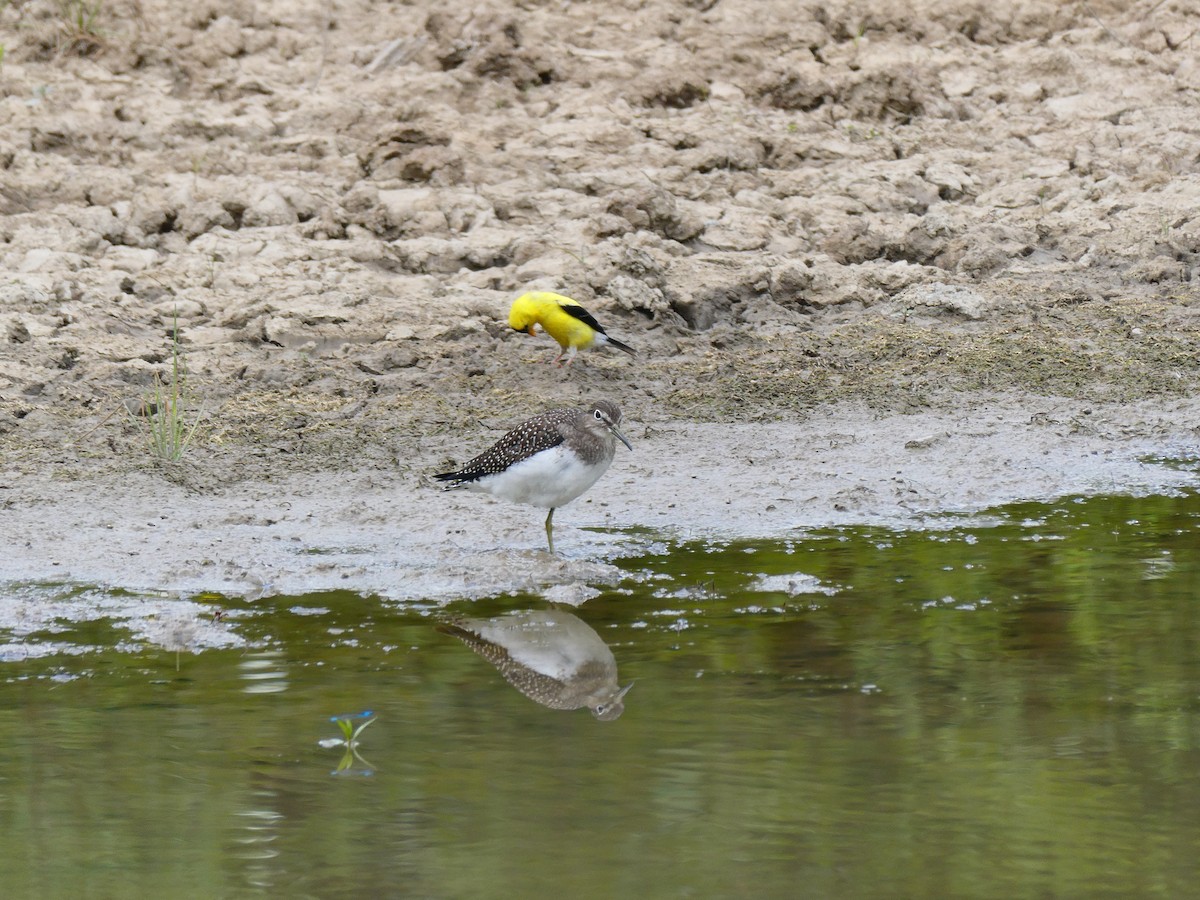 Solitary Sandpiper - Debbie Wright