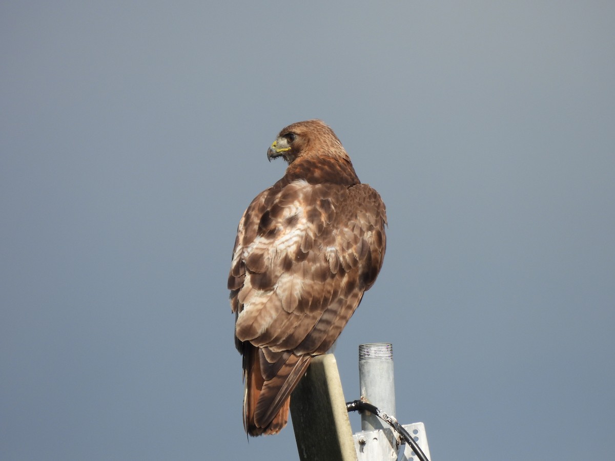 Red-tailed Hawk - kenneth lipshy