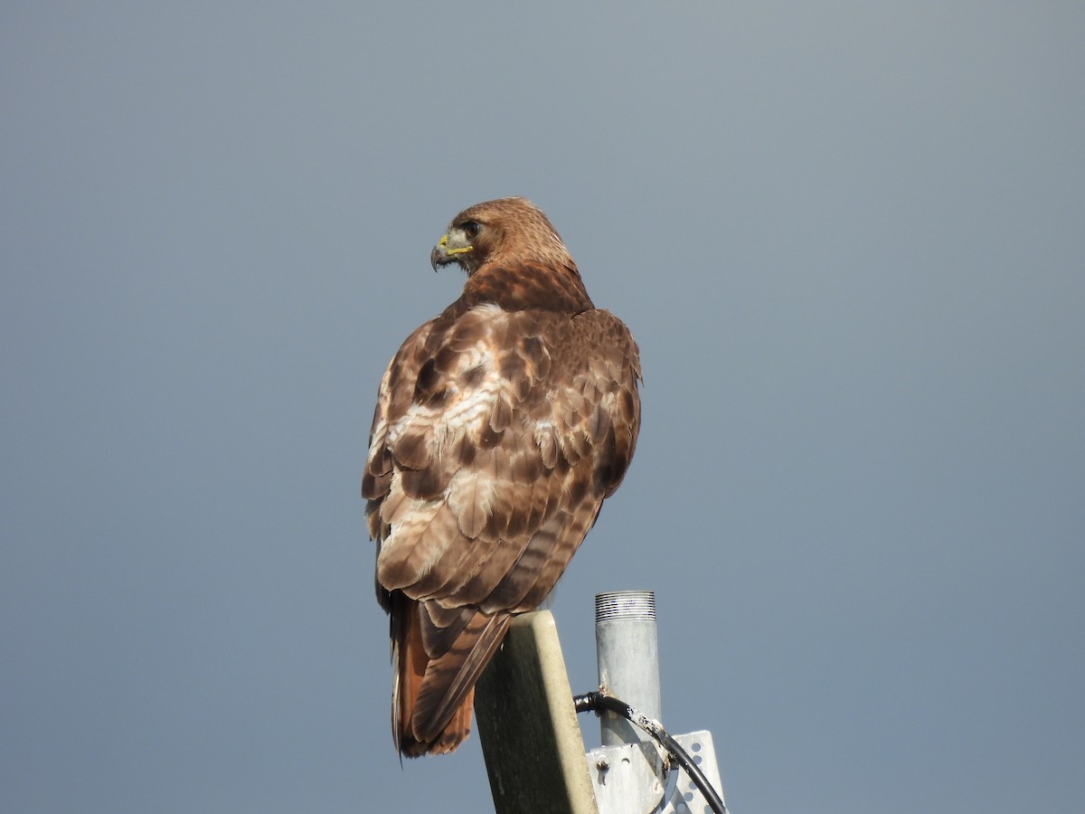 Red-tailed Hawk - kenneth lipshy