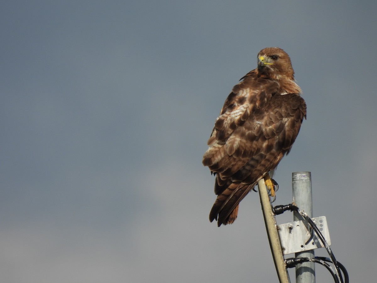 Red-tailed Hawk - kenneth lipshy