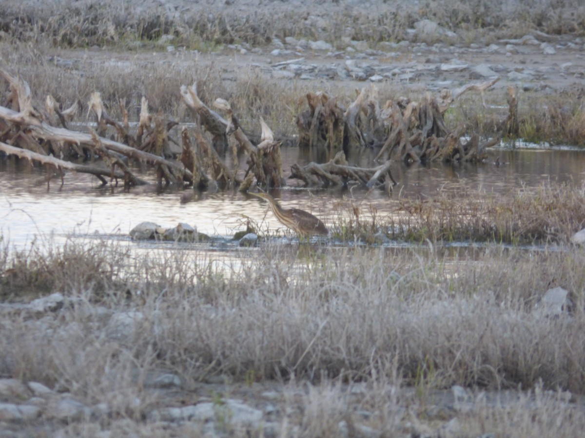 American Bittern - ML47210831