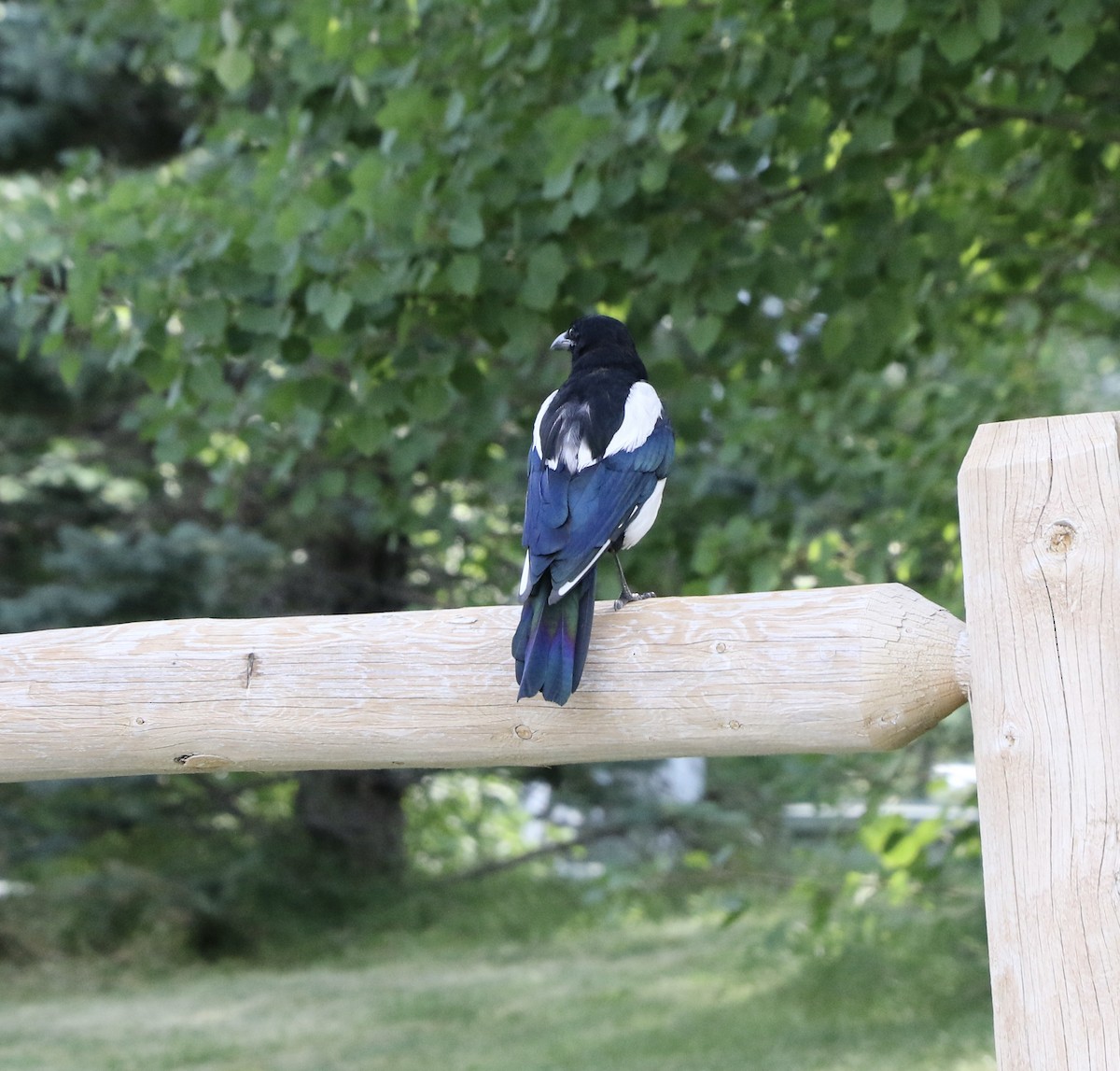 Black-billed Magpie - ML472108401