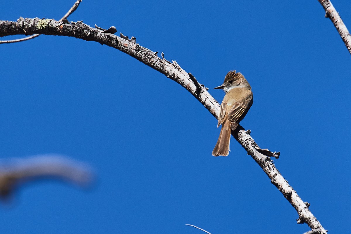 Dusky-capped Flycatcher - ML472109971