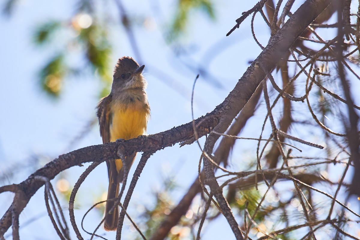 Dusky-capped Flycatcher - ML472110091