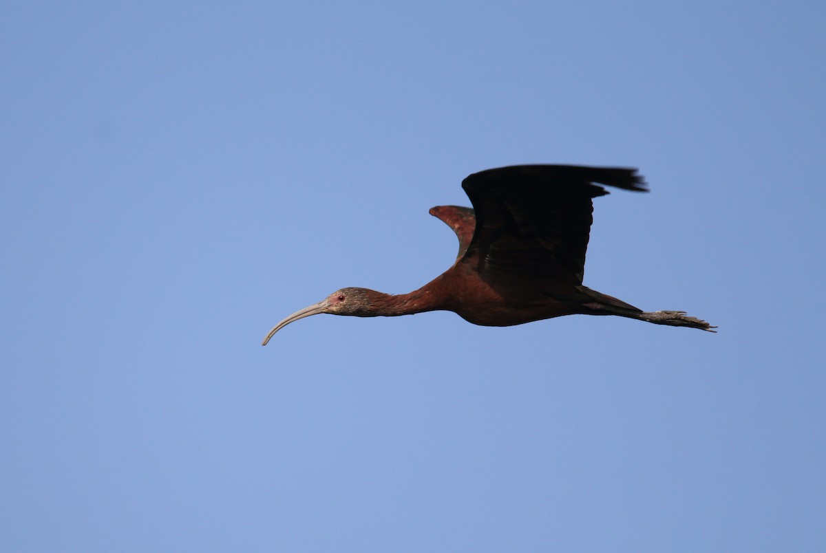 White-faced Ibis - ML472110201