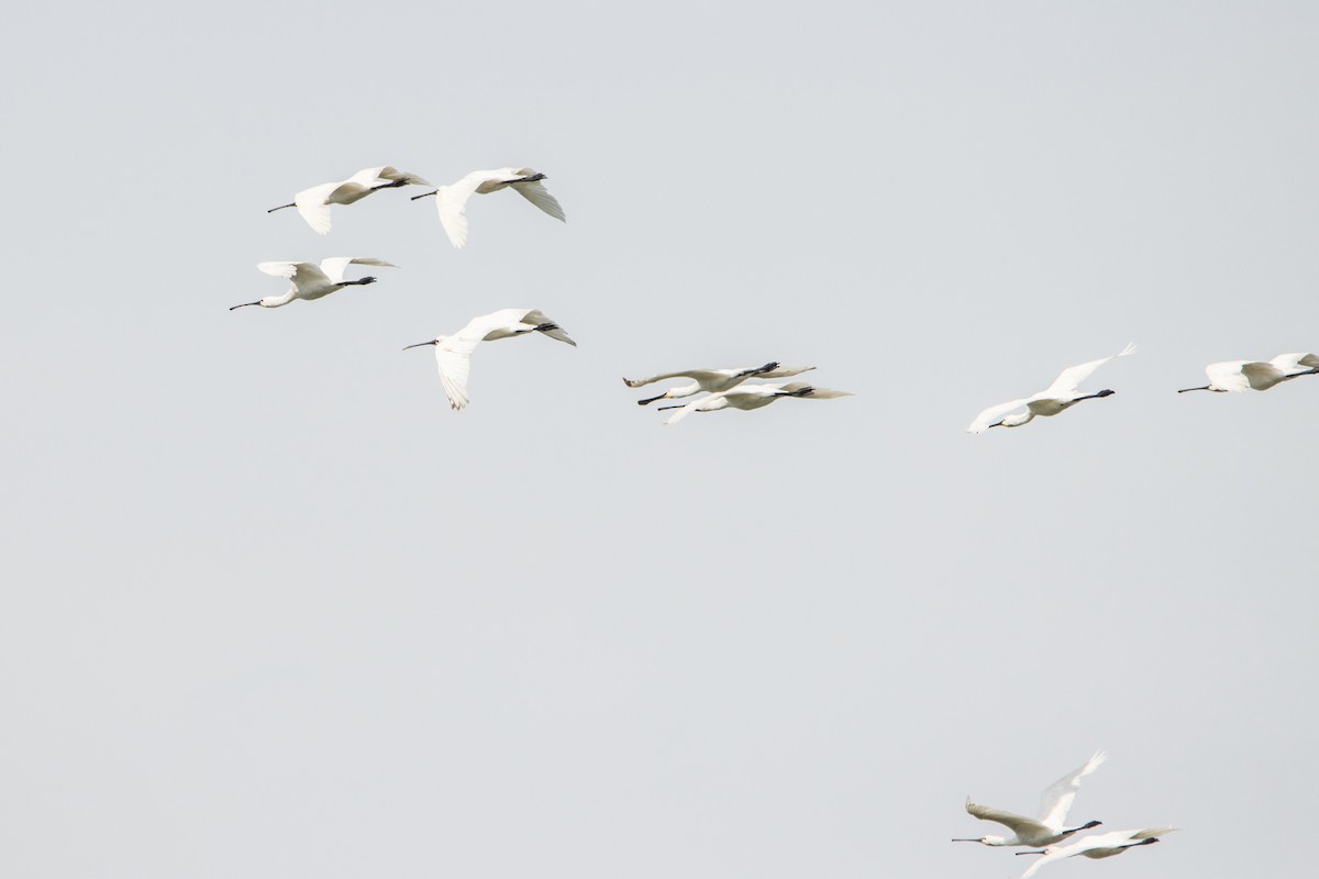 Eurasian Spoonbill - ML472111891
