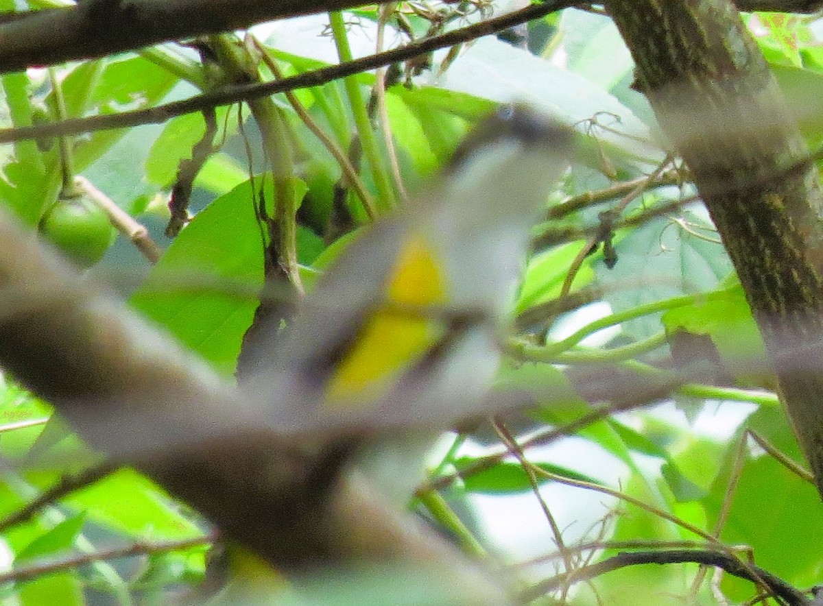 Yellow-sided Flowerpecker - ML472112131