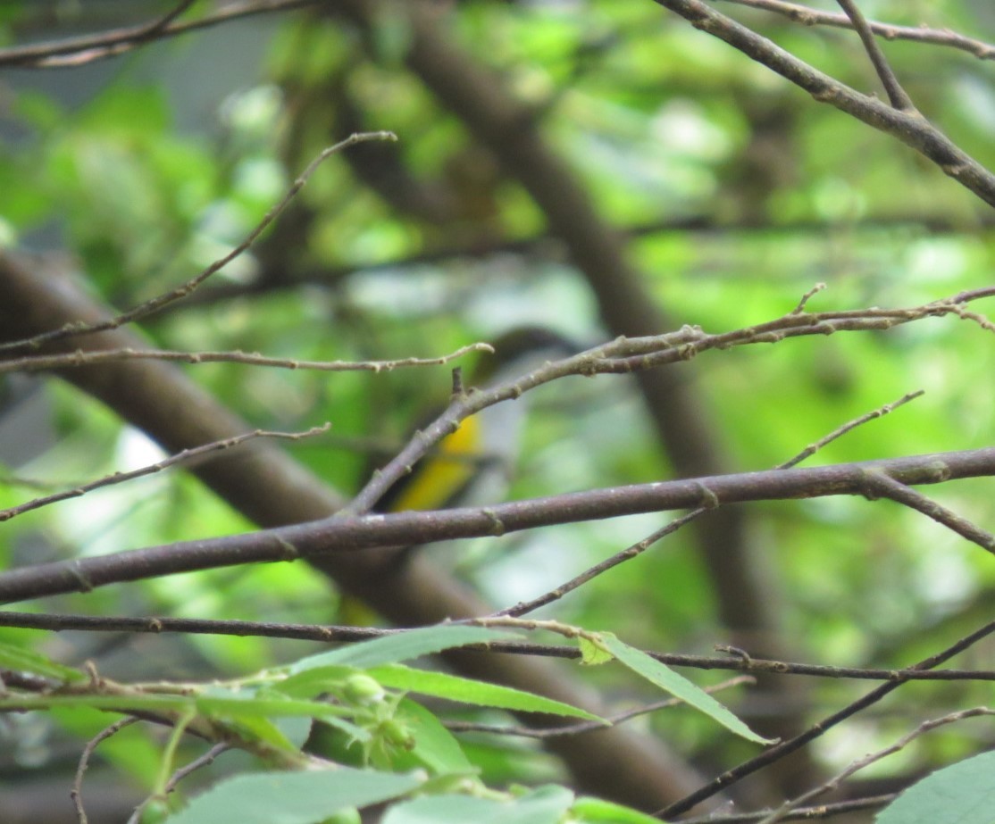Yellow-sided Flowerpecker - ML472112191