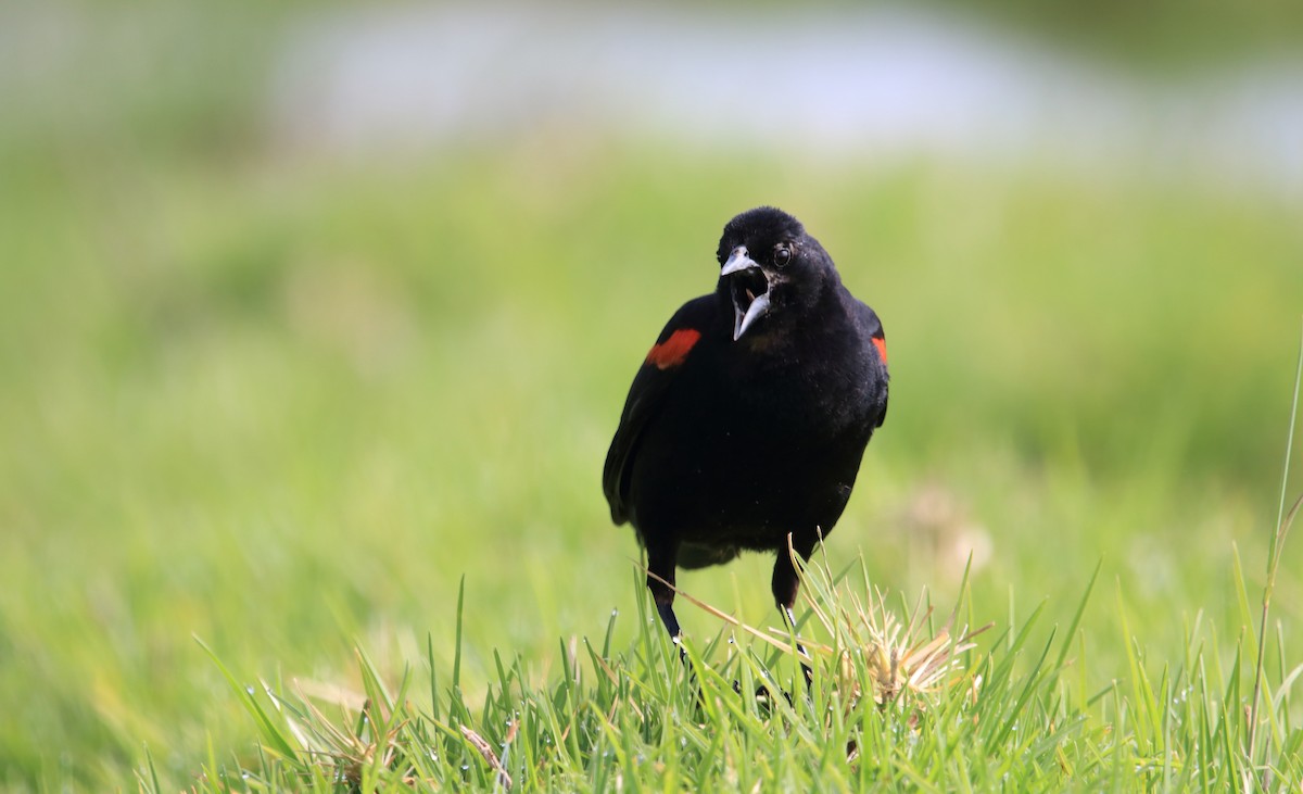 Red-winged Blackbird (Mexican Bicolored) - ML472112301