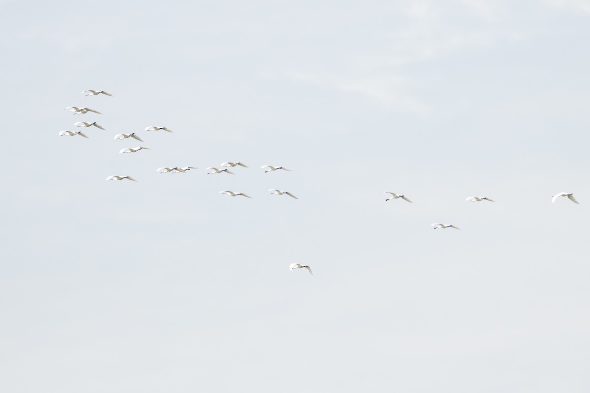 Eurasian Spoonbill - ML472112461