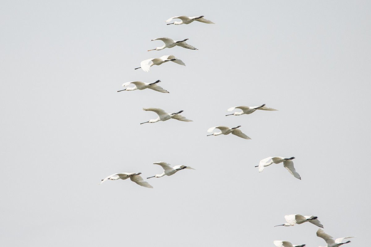 Eurasian Spoonbill - ML472112471