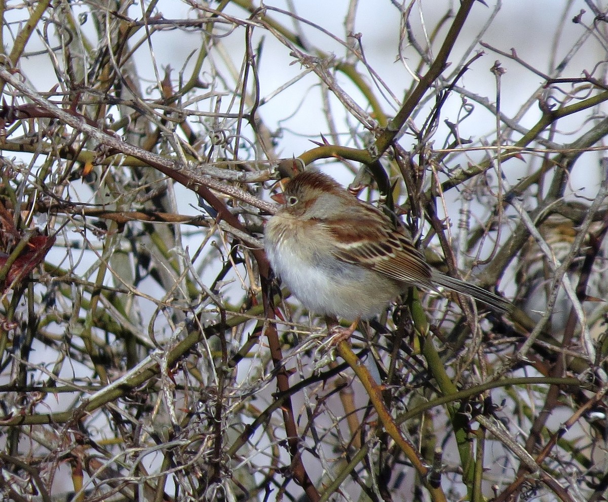 Field Sparrow - ML47211271