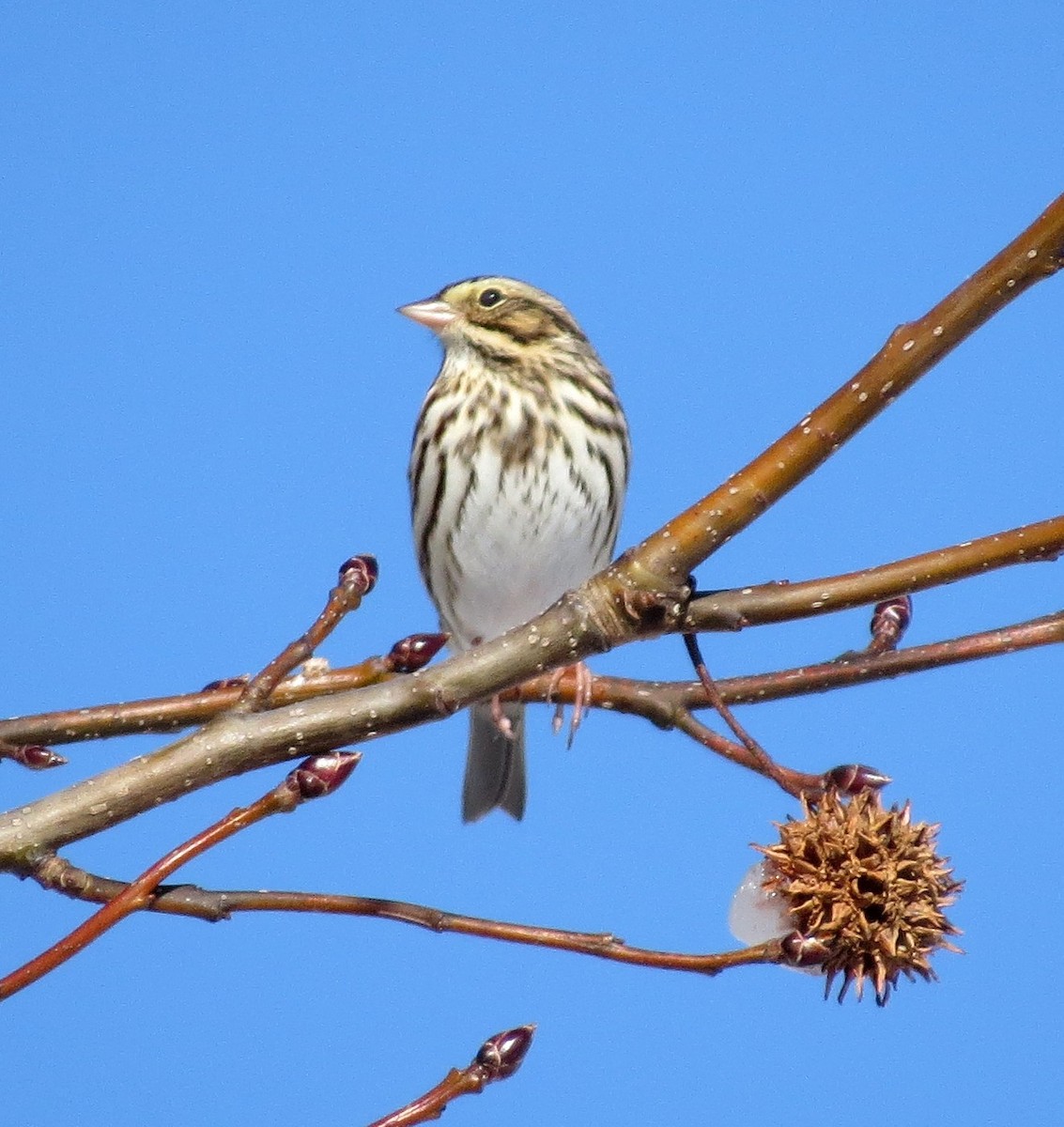 Savannah Sparrow - ML47211301
