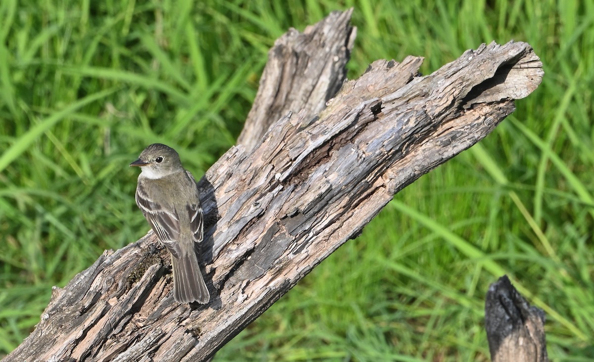 Alder Flycatcher - ML472113071