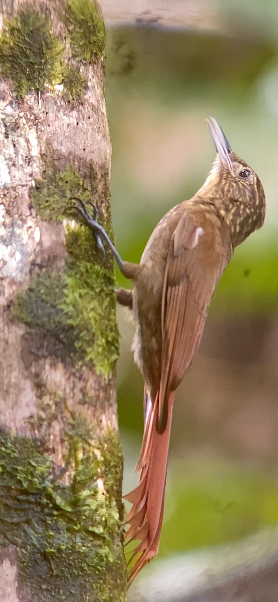 Long-tailed Woodcreeper - ML472113081