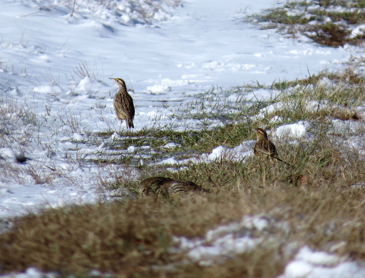 Eastern Meadowlark - ML47211311