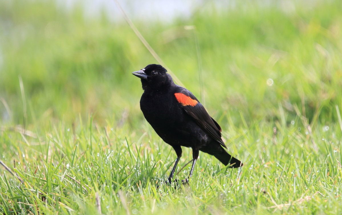 Red-winged Blackbird (Mexican Bicolored) - ML472113541