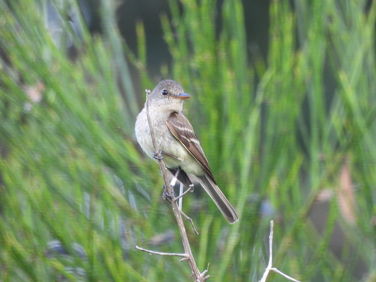 Willow Flycatcher - ML472114151