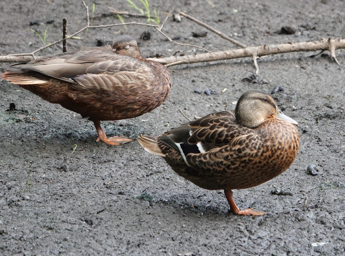 Canard colvert - ML472114431