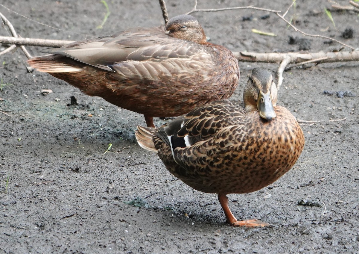 Canard colvert - ML472114451