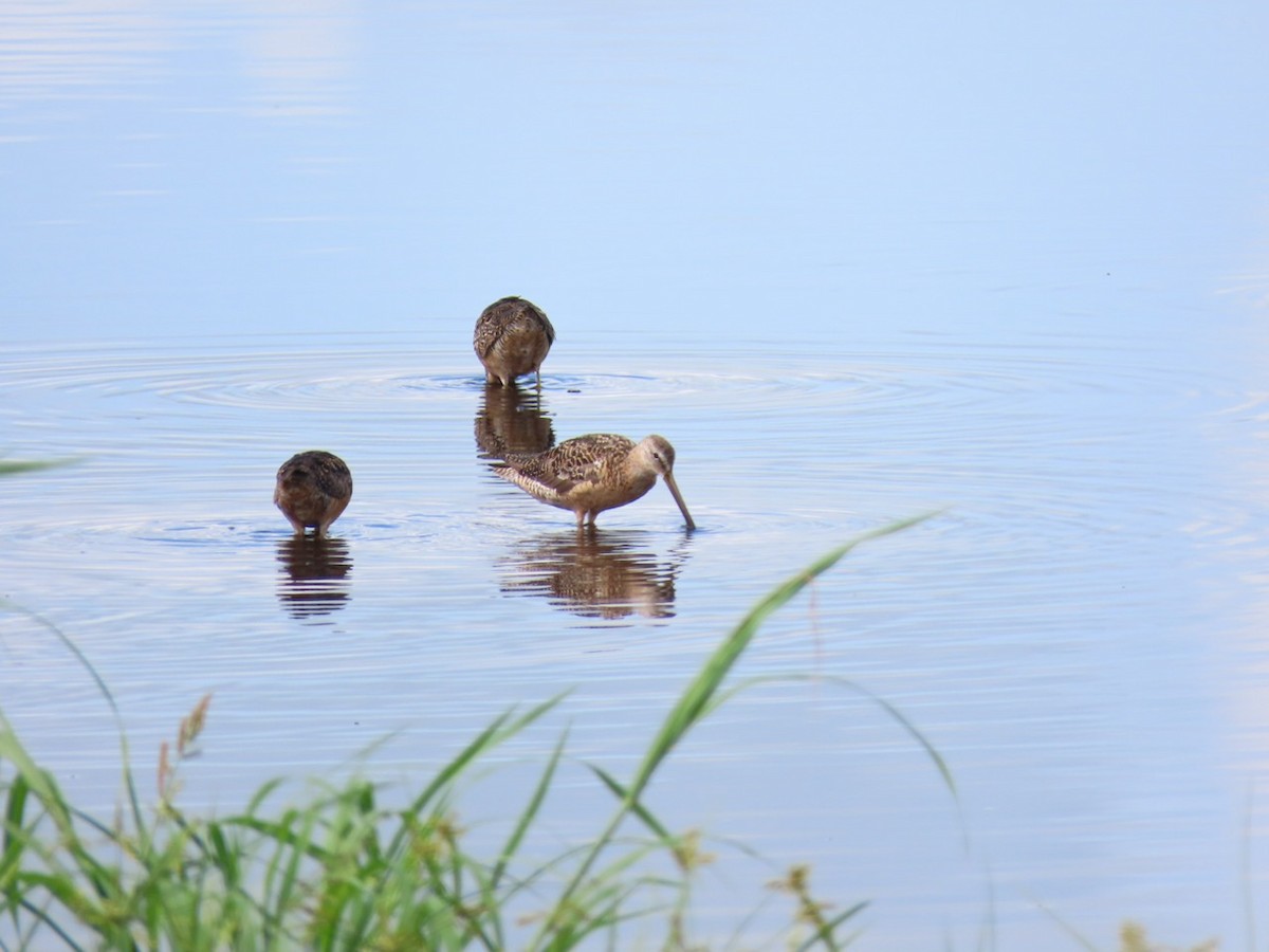 Short-billed Dowitcher - ML472115301