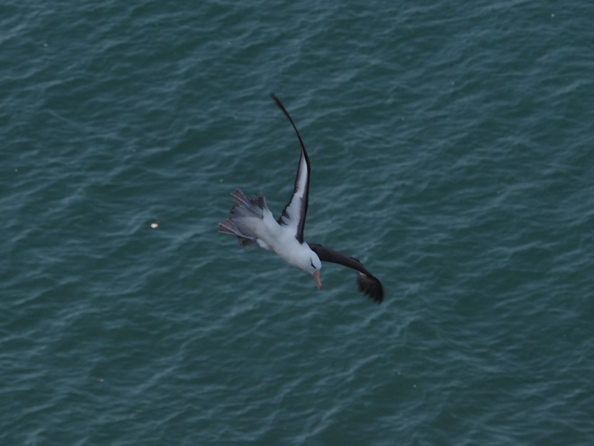 Black-browed Albatross - Axel Kirby