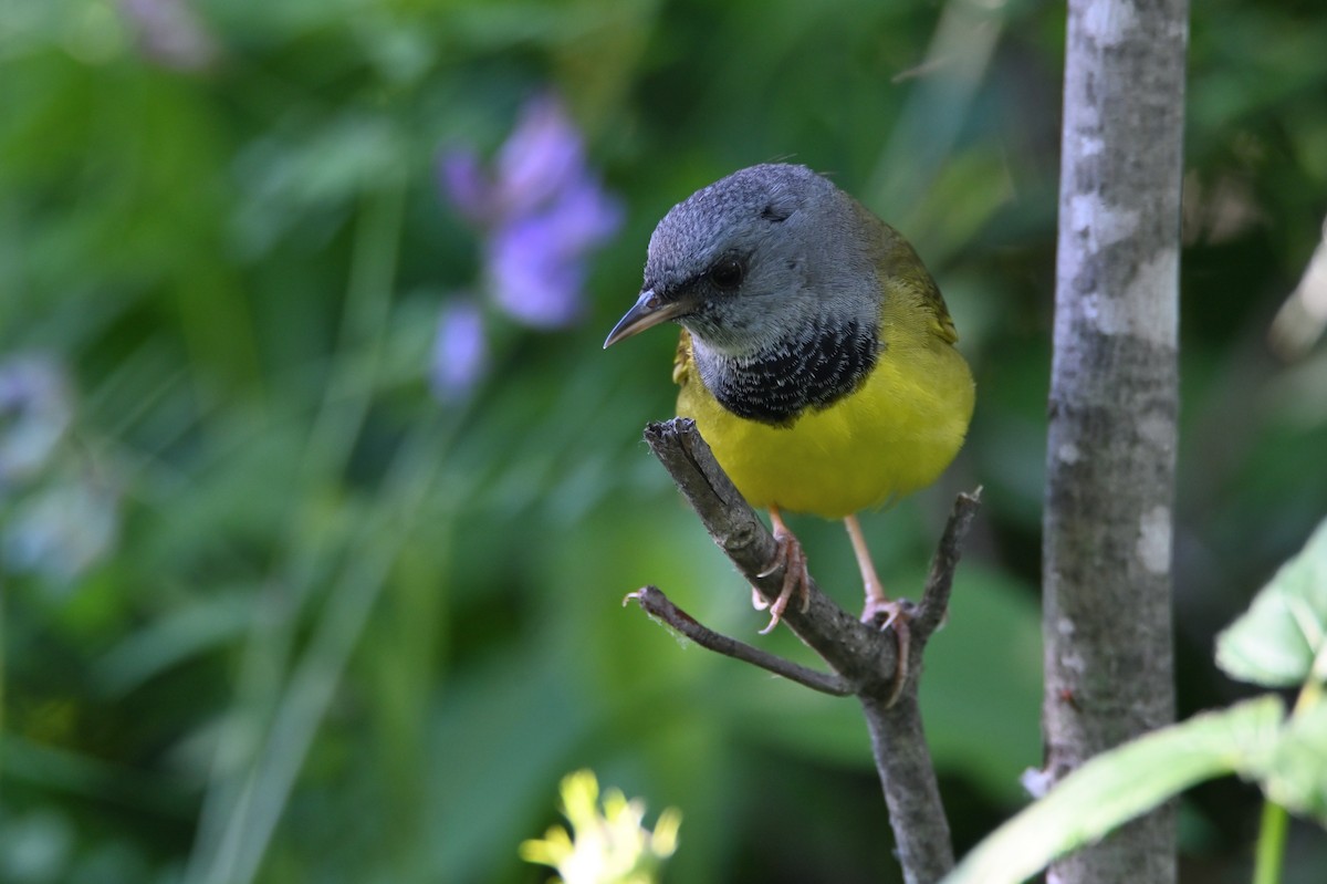 Mourning Warbler - ML472117481