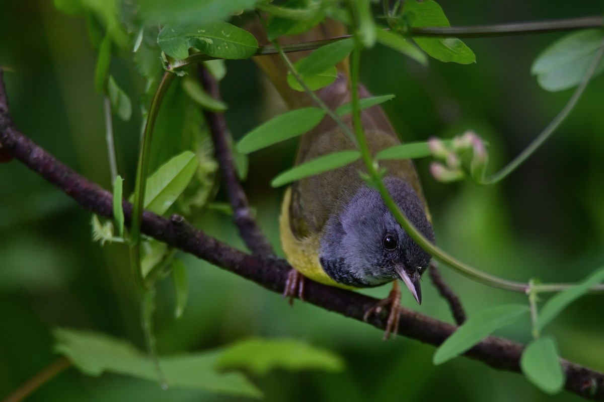 Mourning Warbler - ML472117821