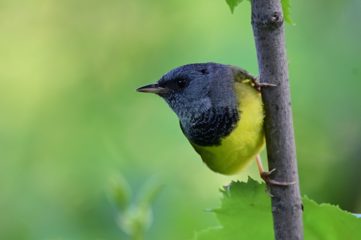 Mourning Warbler - ML472117961