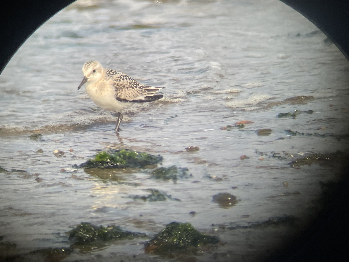 Bécasseau sanderling - ML472117981