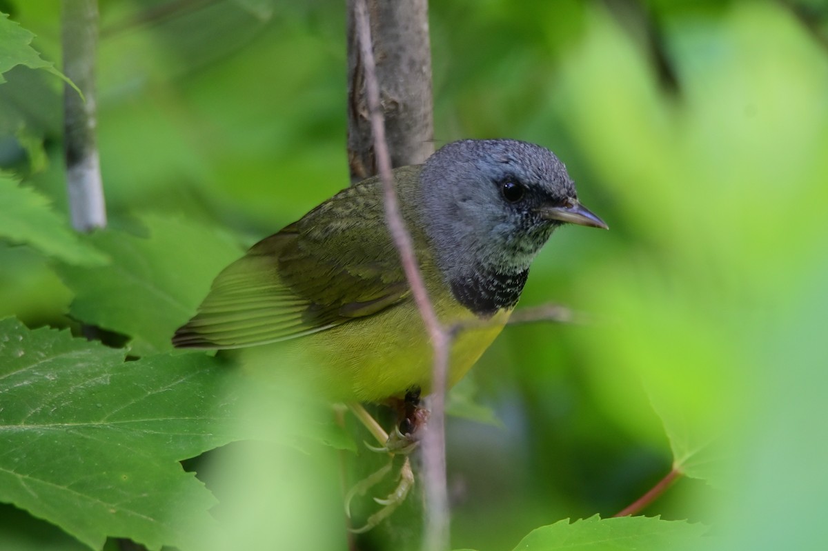 Mourning Warbler - ML472118221