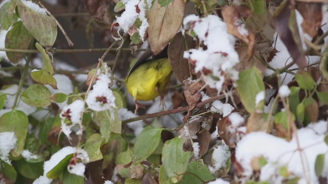 MacGillivray's Warbler - ML472118791