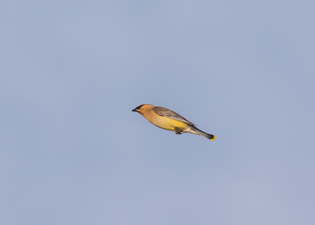 Cedar Waxwing - ML472119441