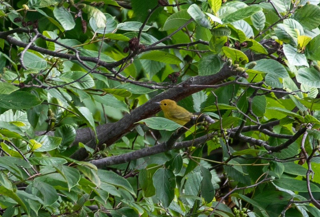 Yellow Warbler (Northern) - ML472119551
