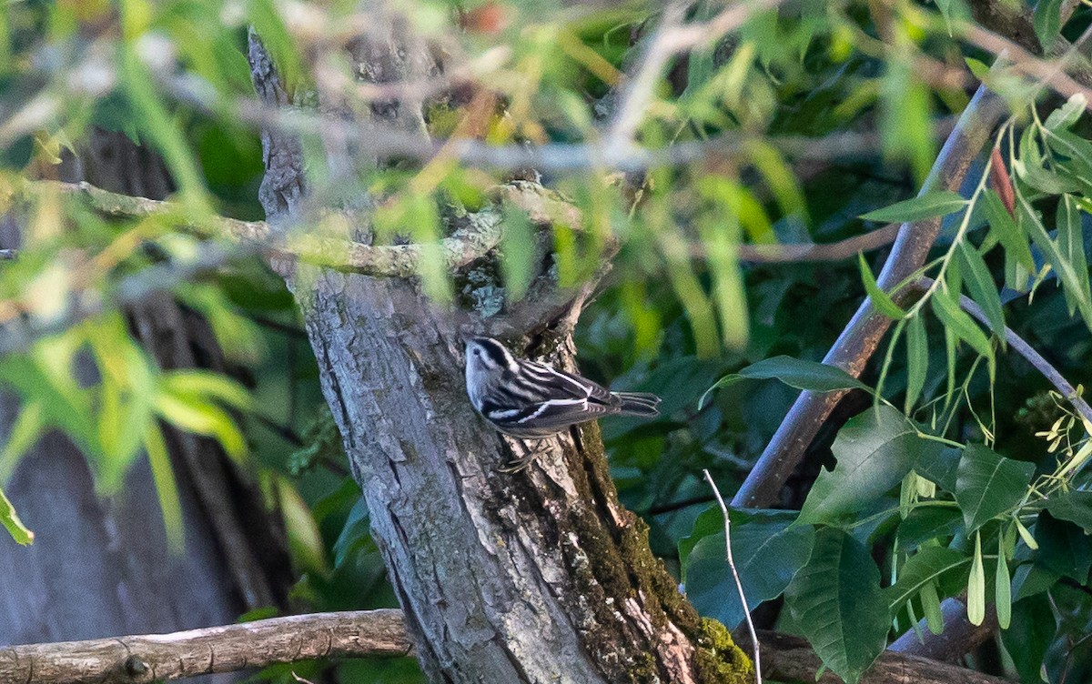 Black-and-white Warbler - ML472119731