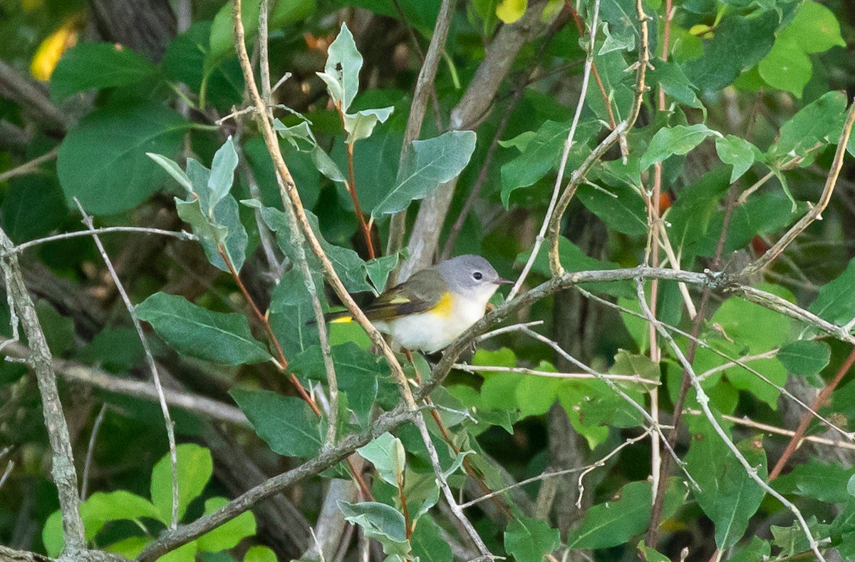 American Redstart - ML472119791