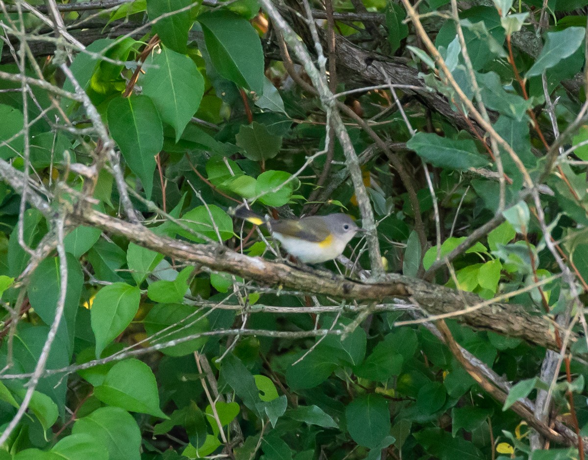 American Redstart - ML472119801
