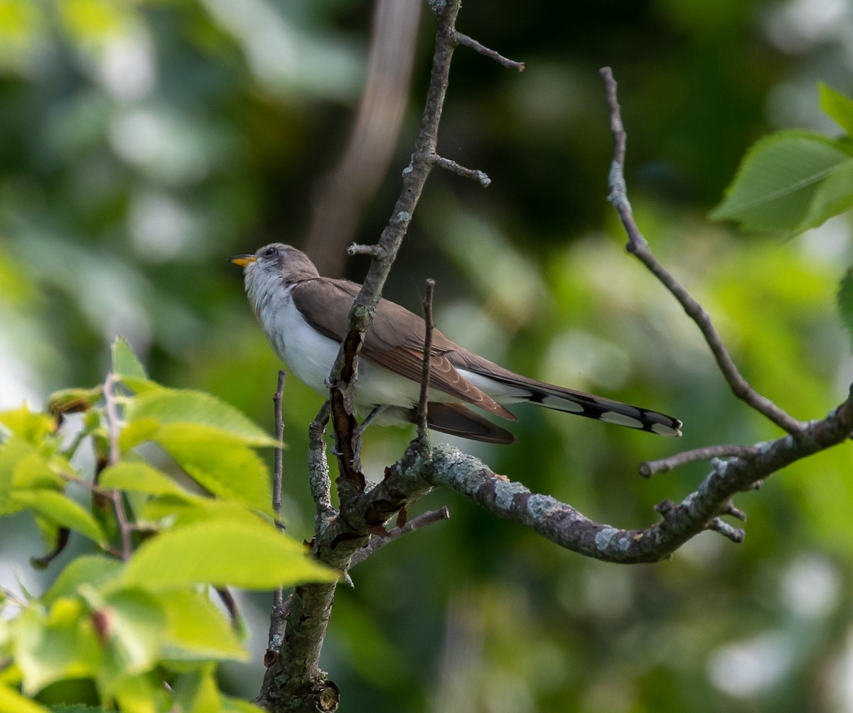 Yellow-billed Cuckoo - ML472119891