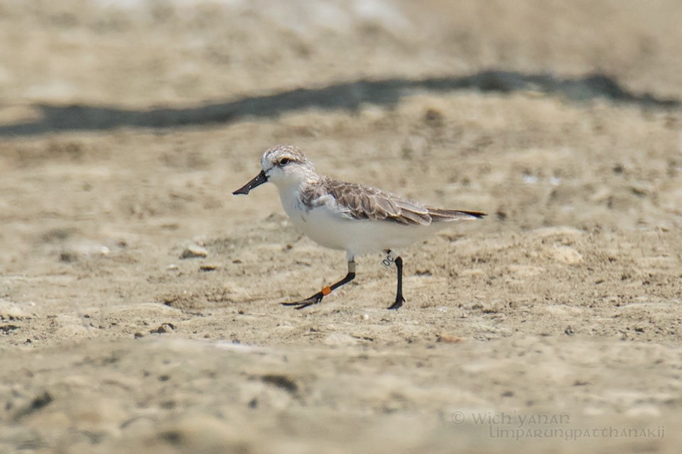 Spoon-billed Sandpiper - Wich’yanan Limparungpatthanakij