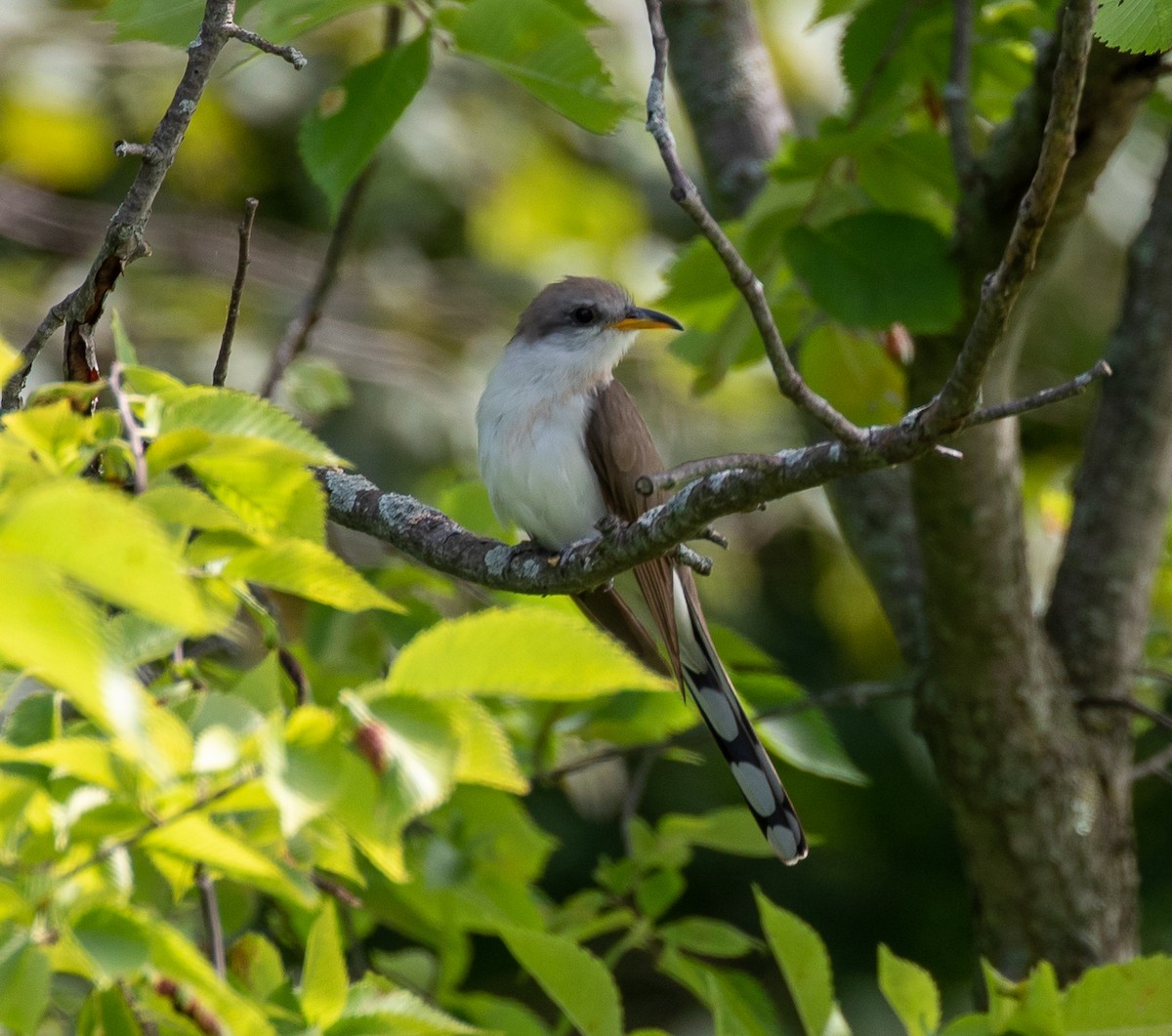 Yellow-billed Cuckoo - ML472119911