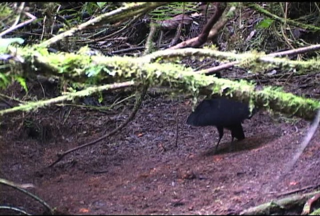 Wahnes's Parotia - ML472120