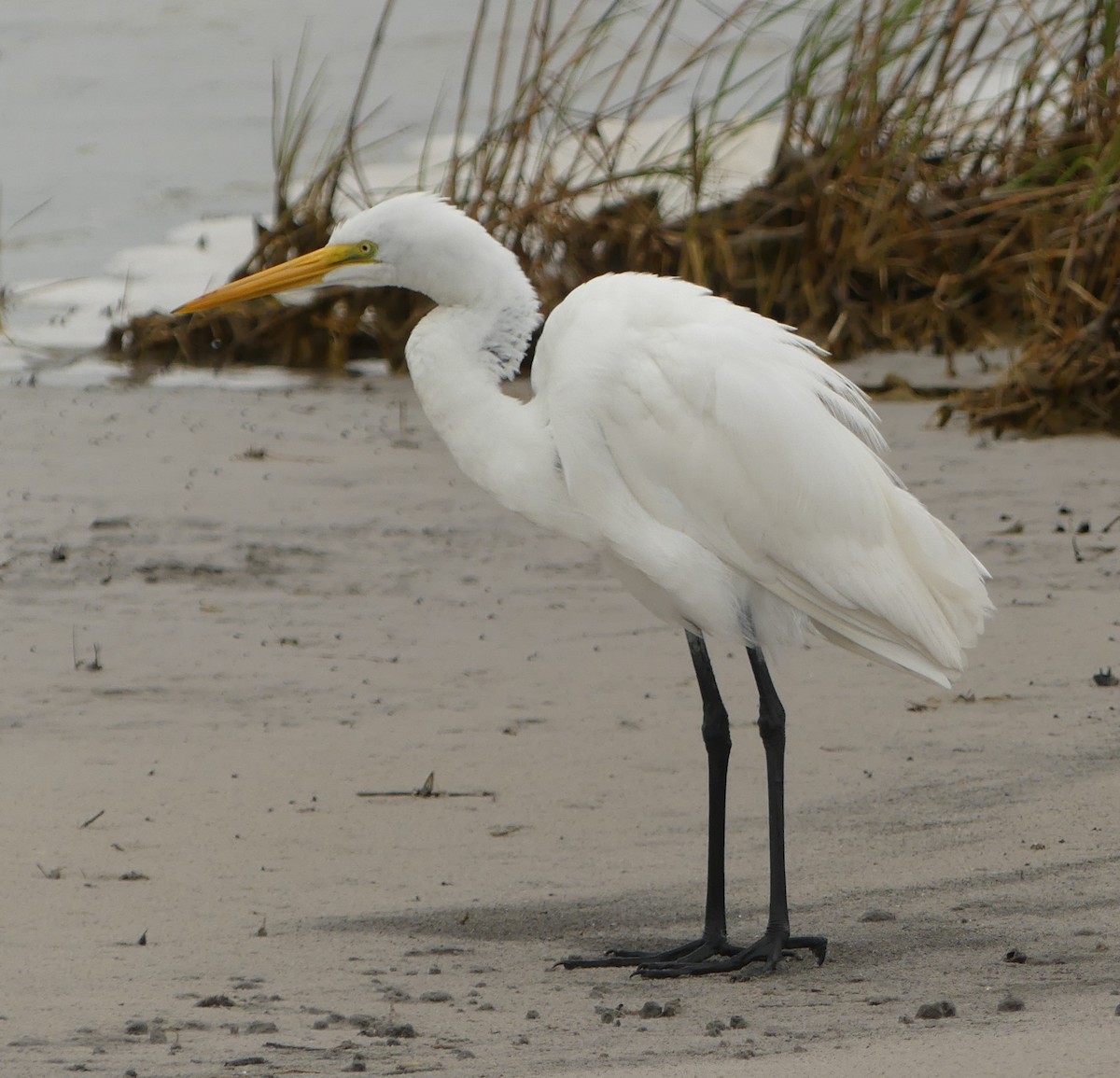 Great Egret - Shelia Hargis