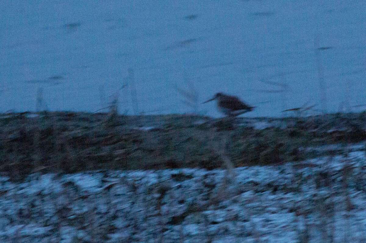 Greater Yellowlegs - ML472121341