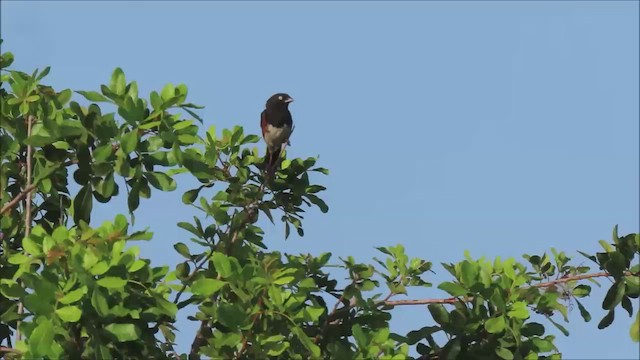 Eastern Towhee - ML472122491