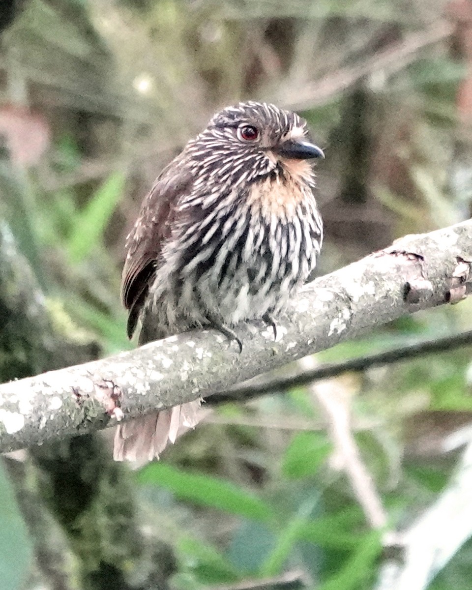 Black-streaked Puffbird - ML472122661