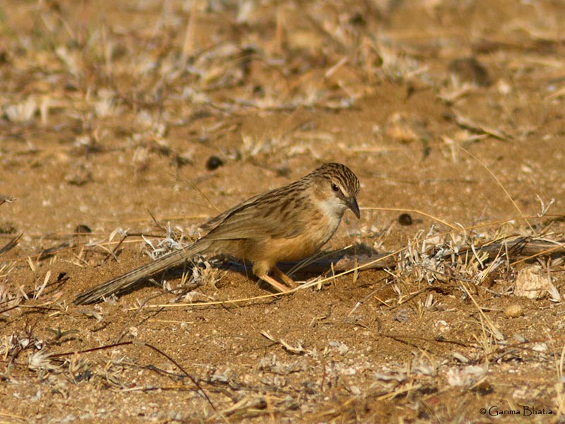 Common Babbler - Garima Bhatia